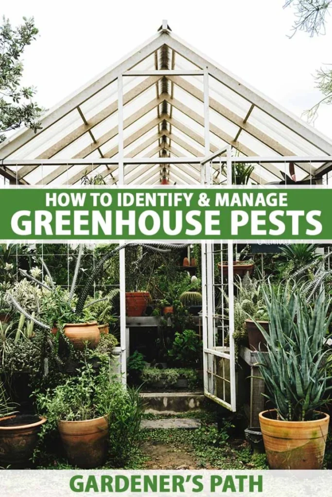 Maintenance Needs: Pruning, Pests, and Longevity