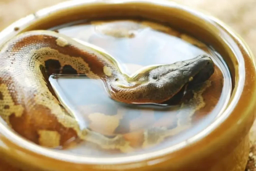 mastering the art of giving your snake a bath