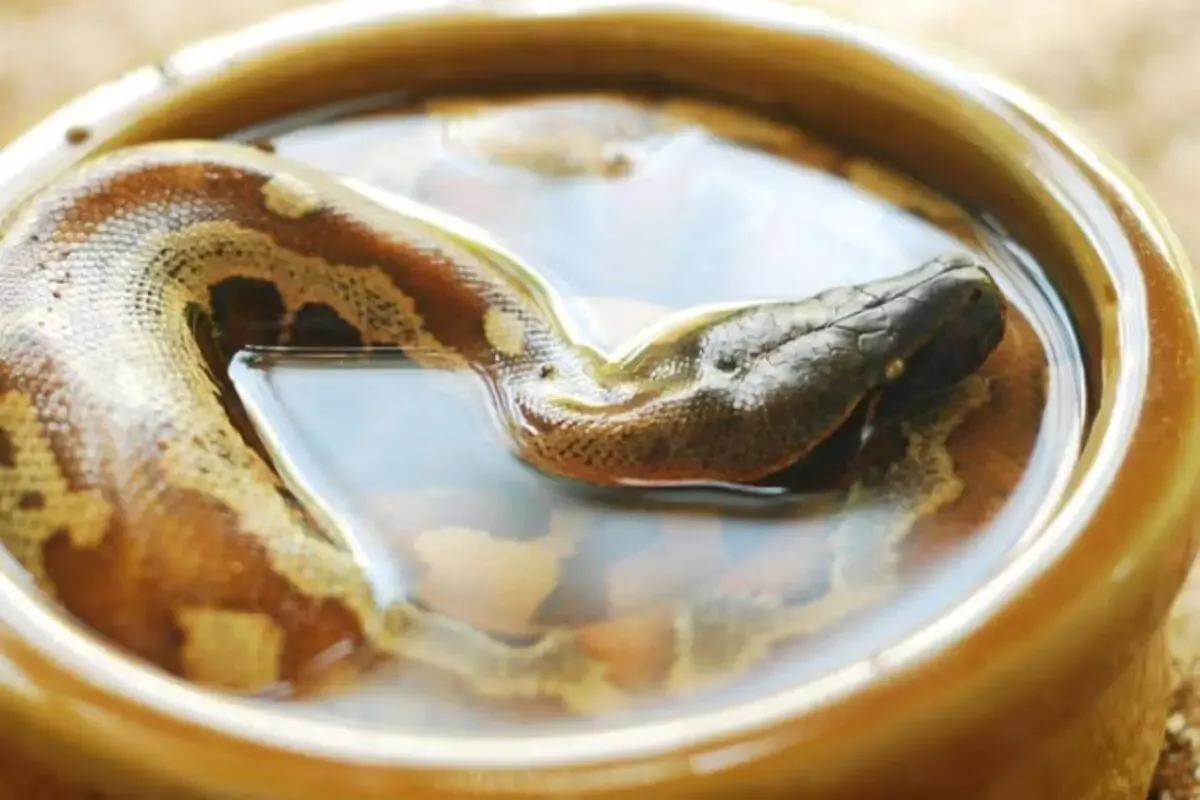 mastering the art of giving your snake a bath