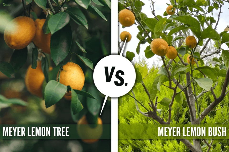 Meyer Lemon Bush vs Tree: Understanding the Basics