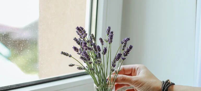 mystic spires vs indigo spires a gardeners dilemma unveiled: Core Botanical Differences
