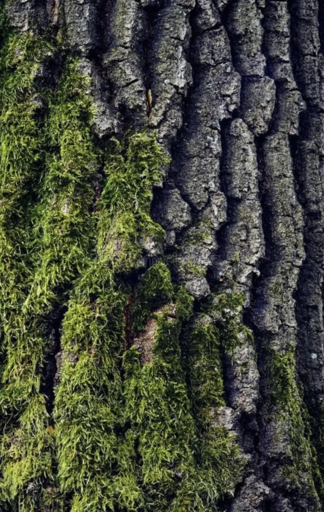 Natural Materials and Textures for a Grounded Feel