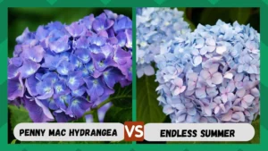 penny mac hydrangea vs endless summer a floral showdown: Overview of Two Popular Varieties