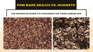 Pine Bark Nuggets vs Mulch: Understanding the Basics
