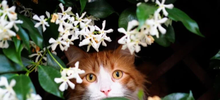 pink jasmine vs star jasmine a fragrant showdown: Overview of Scent and Growth