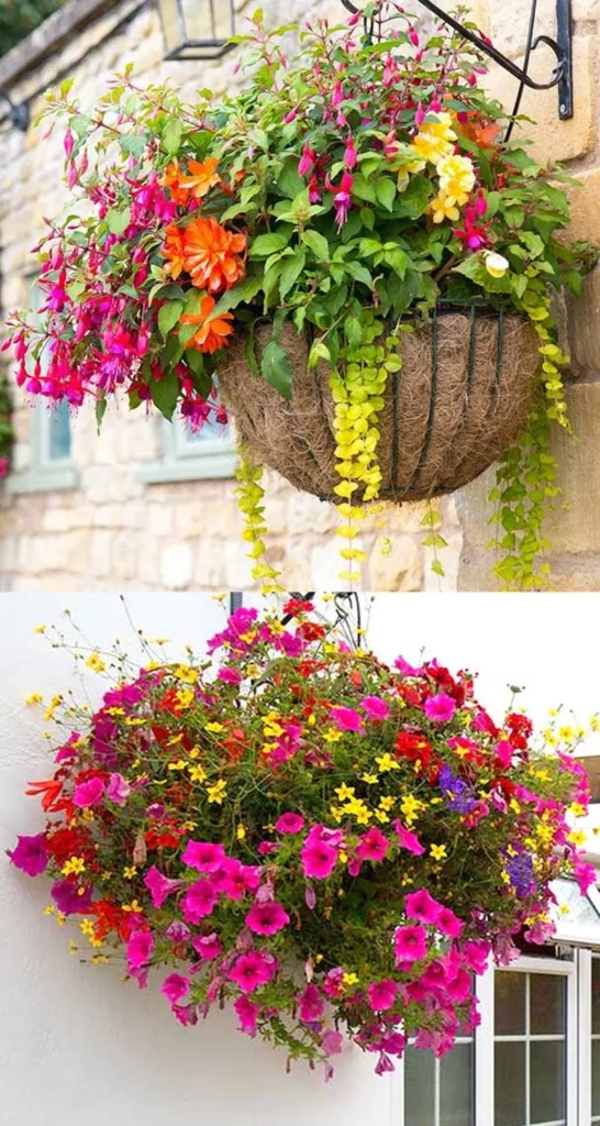Plant Selections That Shine in Hanging Baskets