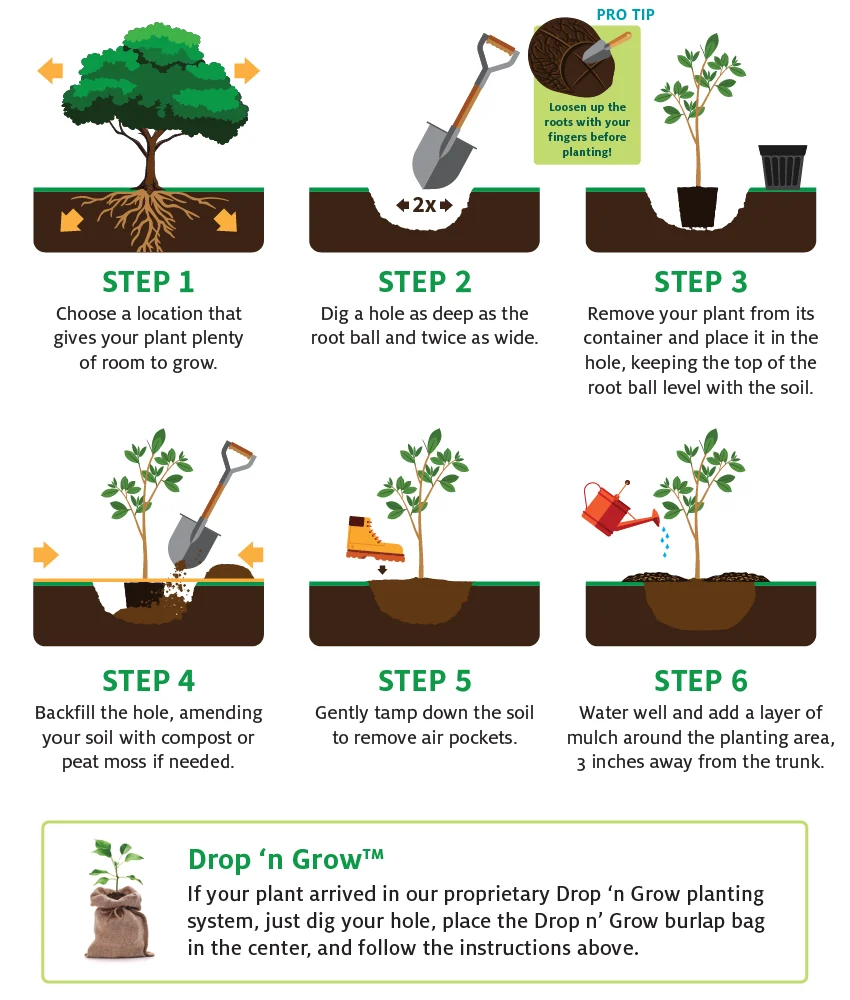 Planting and Care: Step‑by‑Step Guide