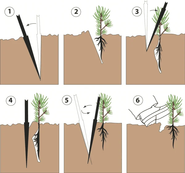 Planting and Soil Requirements
