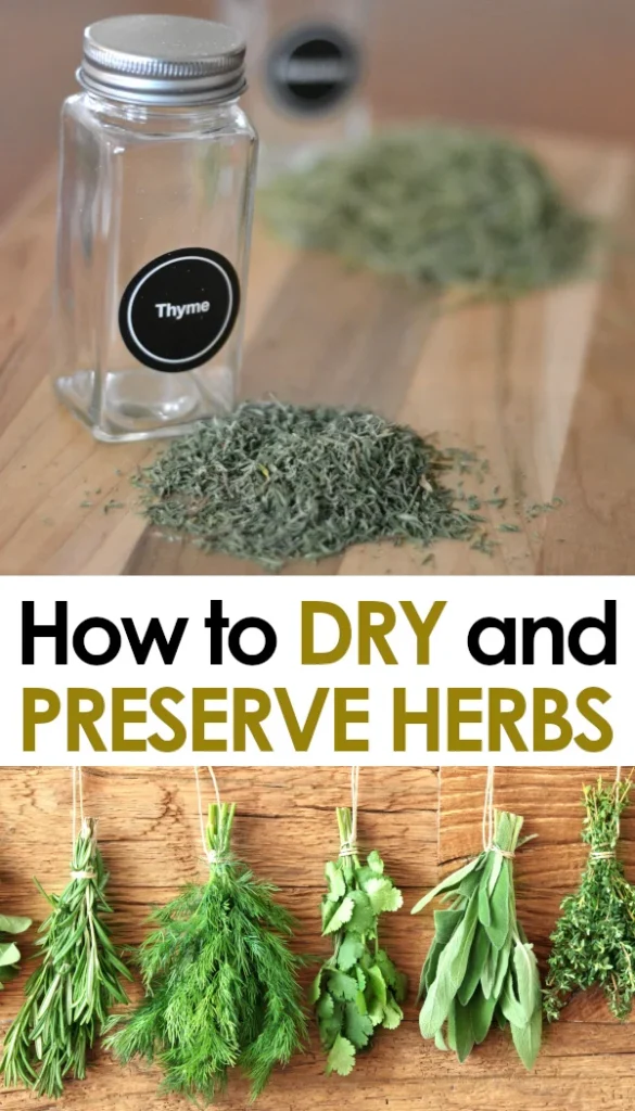 Preparing and preserving dried plants