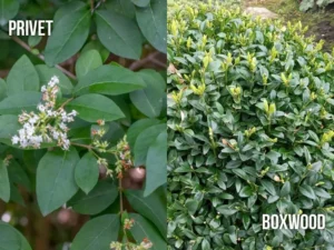 Privet vs Boxwood: Understanding the Basics