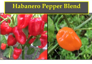 Red vs Orange Habanero: Visual Differences and Flavor Profiles
