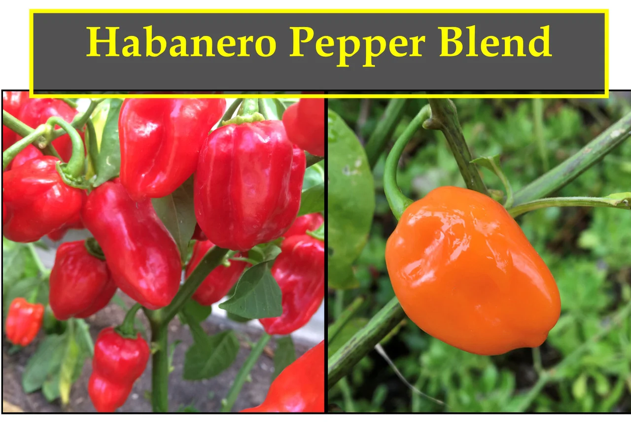 Red vs Orange Habanero: Visual Differences and Flavor Profiles