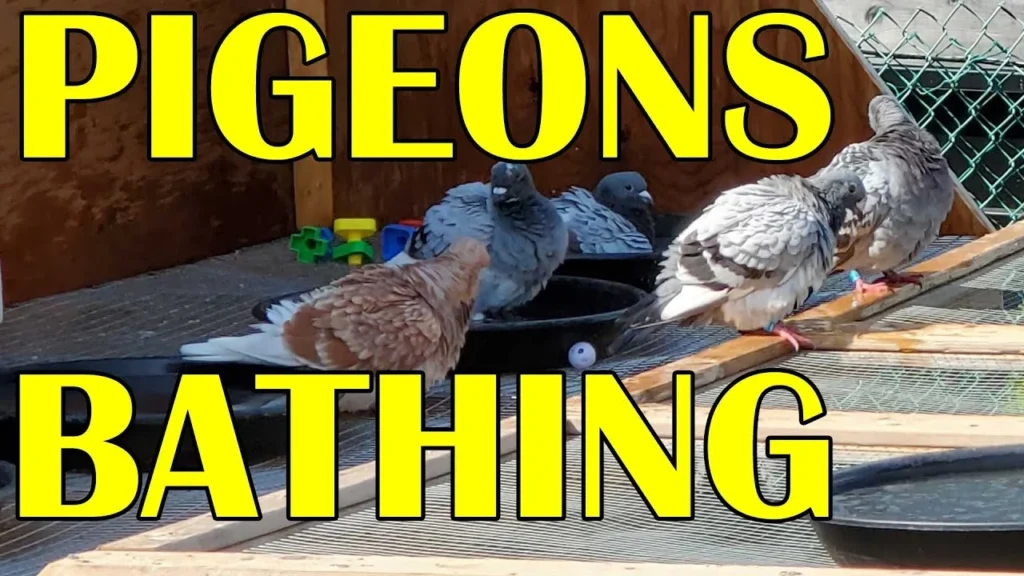 Safety First: Health Considerations When Bathing Your Pigeon