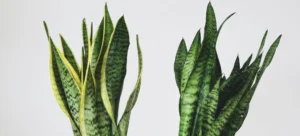 Sansevieria Sayuri vs Siam Silver Unveiling the Beauty of Snake Plants: An Overview