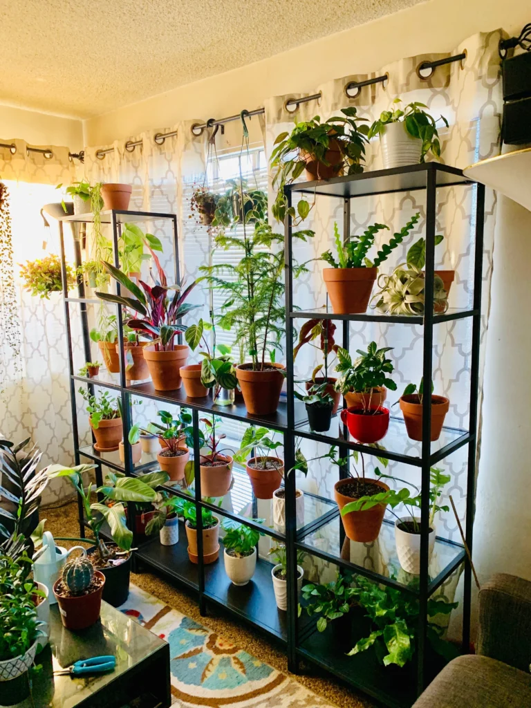 Selecting the Right Plants for Your Shelf