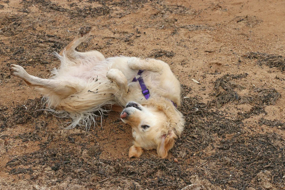 Sensory Stimulation and Comfort – why do dogs roll in the dirt after a bath