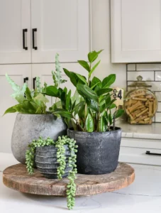 simple kitchen countertop plant décor: Why It Works
