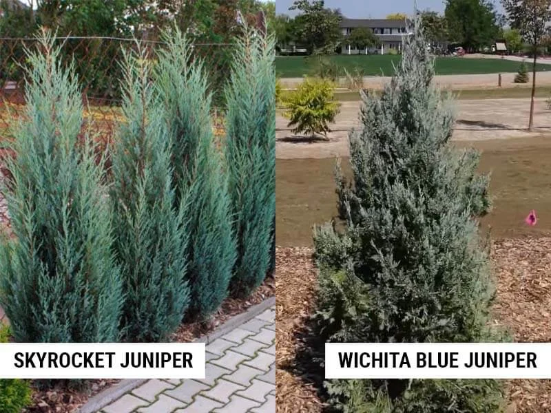Site Selection and Soil Preferences in the moonglow juniper vs wichita blue juniper navigating the landscape dilemma