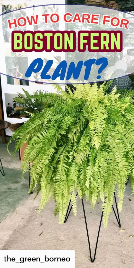 Soil, Water, and Feeding: Care Essentials for Both Ferns