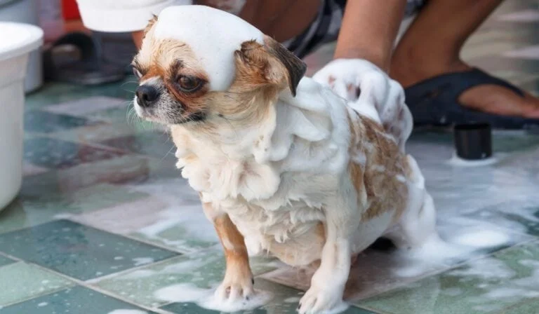 Step‑by‑step guide to bathing your Chihuahua