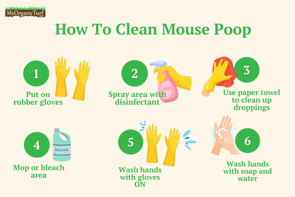 Step‑by‑Step Process: How to Clean Up Mouse Poop on Carpet