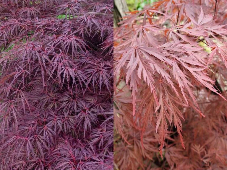 Sun Exposure and Soil Requirements: Comparing tamukeyama japanese maple vs crimson queen