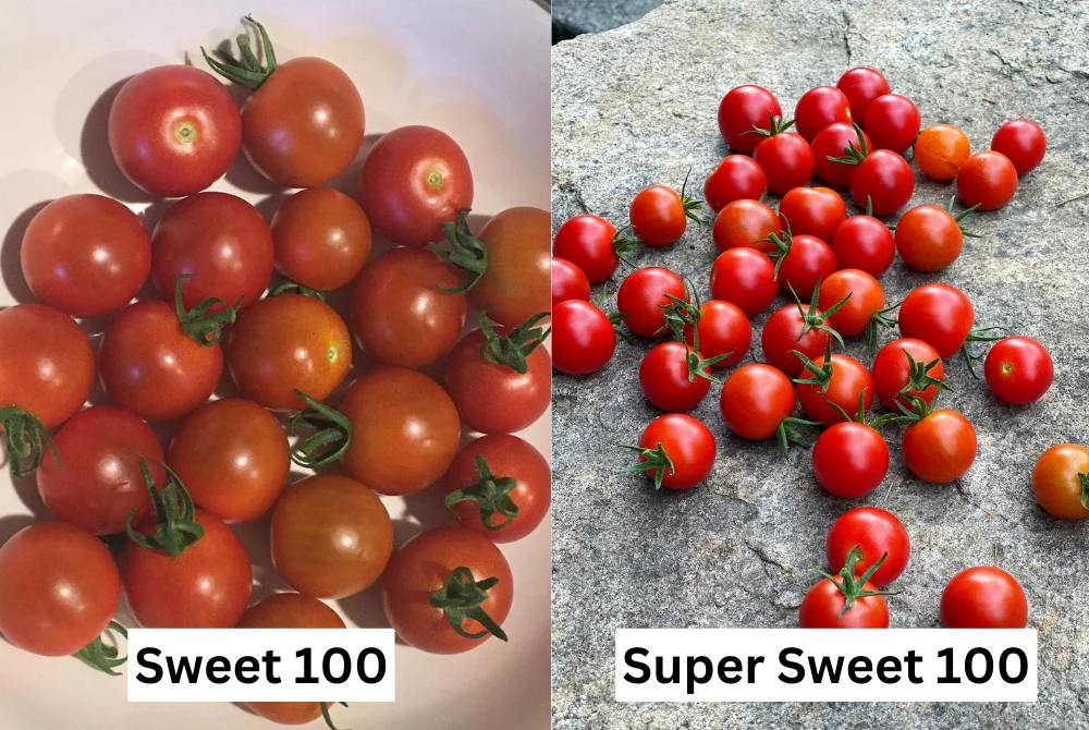 sweet 100 tomato vs super sweet 100 – Key Differences