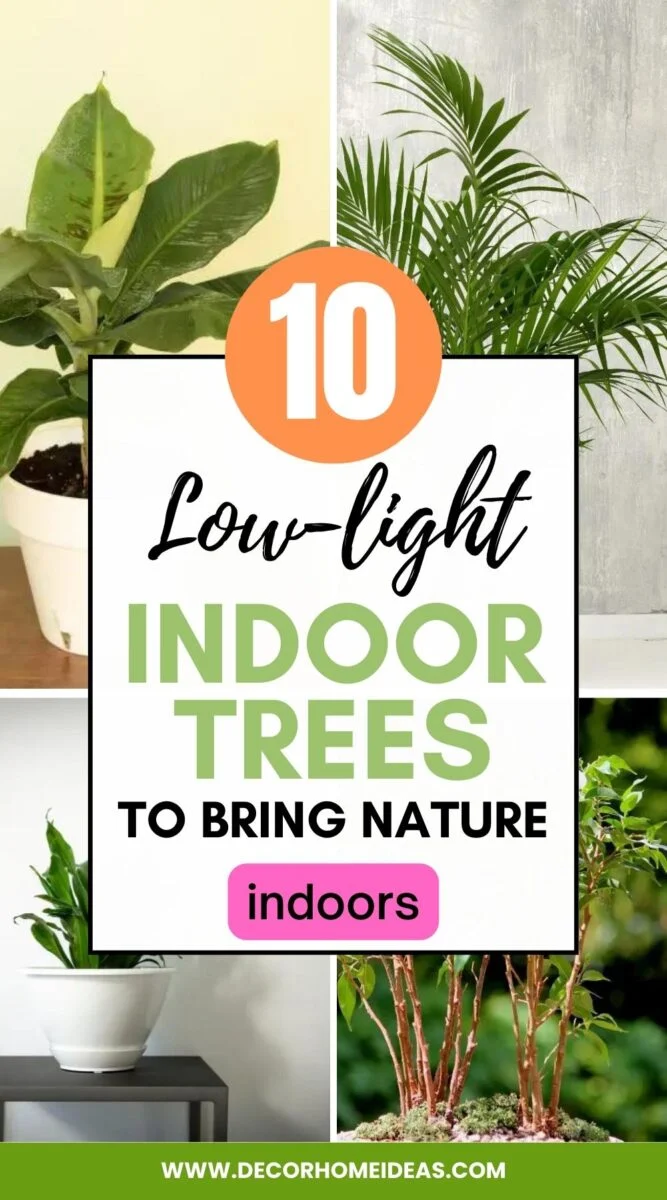 The Beauty of Low Light Indoor Trees – Elegant Greenery for Any Home ...