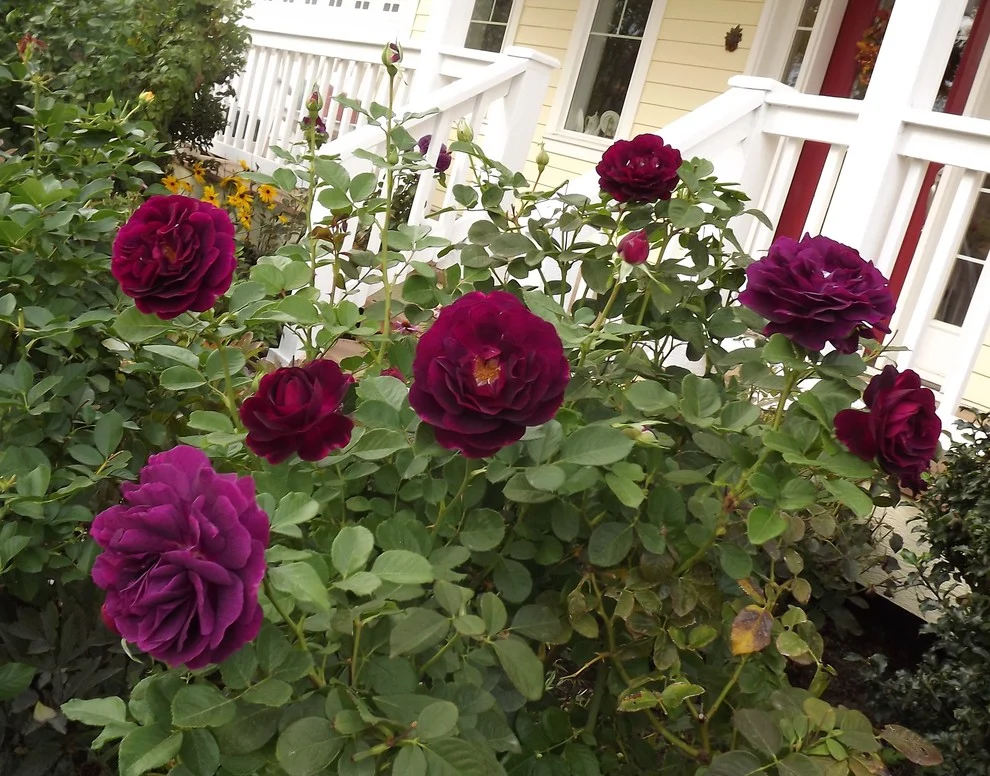 Twilight Zone Rose vs Ebb Tide: Core Botanical Differences