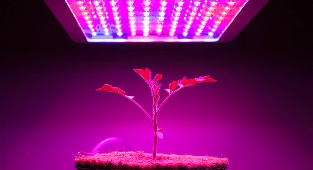 Types of Grow Lights: LED, Fluorescent, and High‑Intensity Discharge
