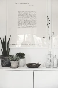 Understanding home décor with minimalist plant styling