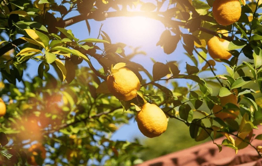 Understanding Lemon Tree Light Requirements