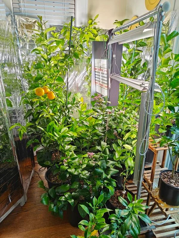 Understanding Light Requirements for Citrus Trees