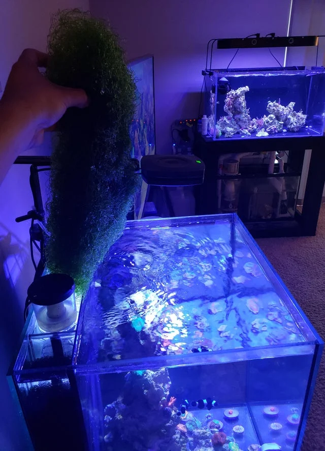 Understanding Light Spectra: Why the best refugium light illuminating your aquatic paradise matters