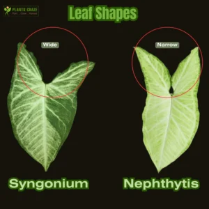 Understanding Nephthytis vs Syngonium: Key Differences