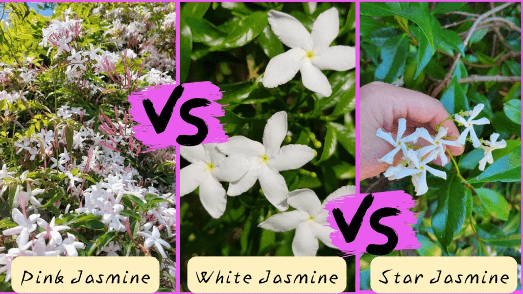 Understanding pink jasmine vs star jasmine: Botanical Basics