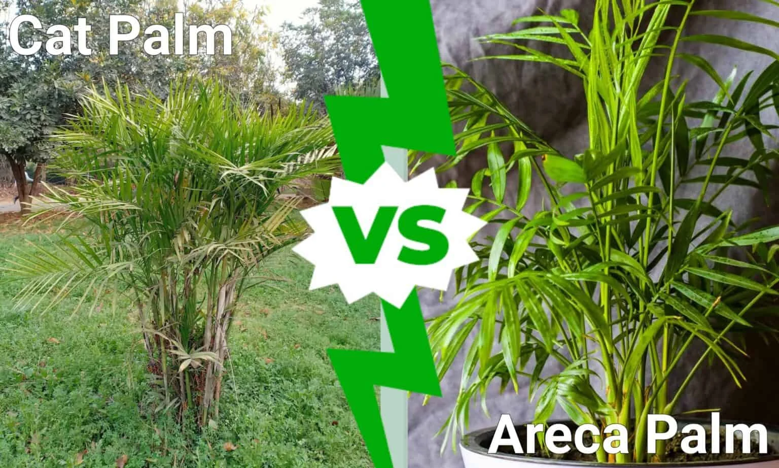 Understanding the Basics: Cat Palm vs Areca Palm