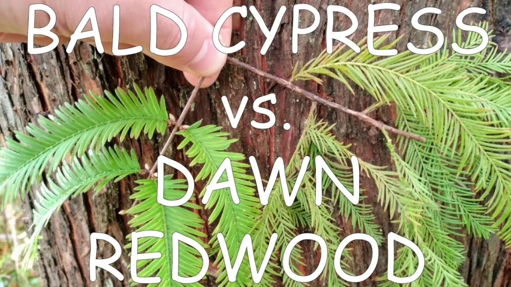 Understanding the Basics: Dawn Redwood vs Bald Cypress