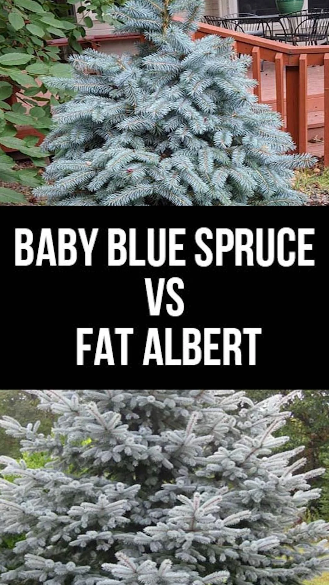 Understanding the Basics of baby blue spruce vs fat albert