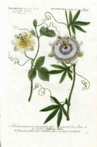 Understanding the Botanical Roots: What Sets Passiflora Incense Apart
