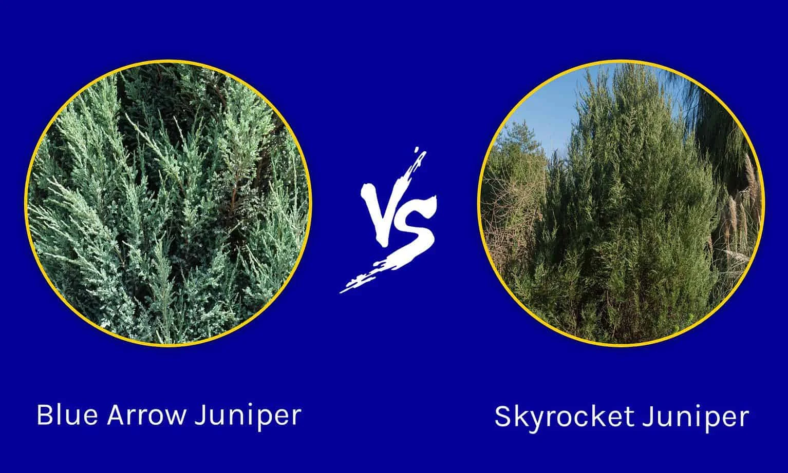 Understanding the Core Differences in moonglow juniper vs wichita blue juniper navigating the landscape dilemma