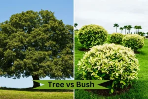 Understanding the Differences: serviceberry bush vs tree