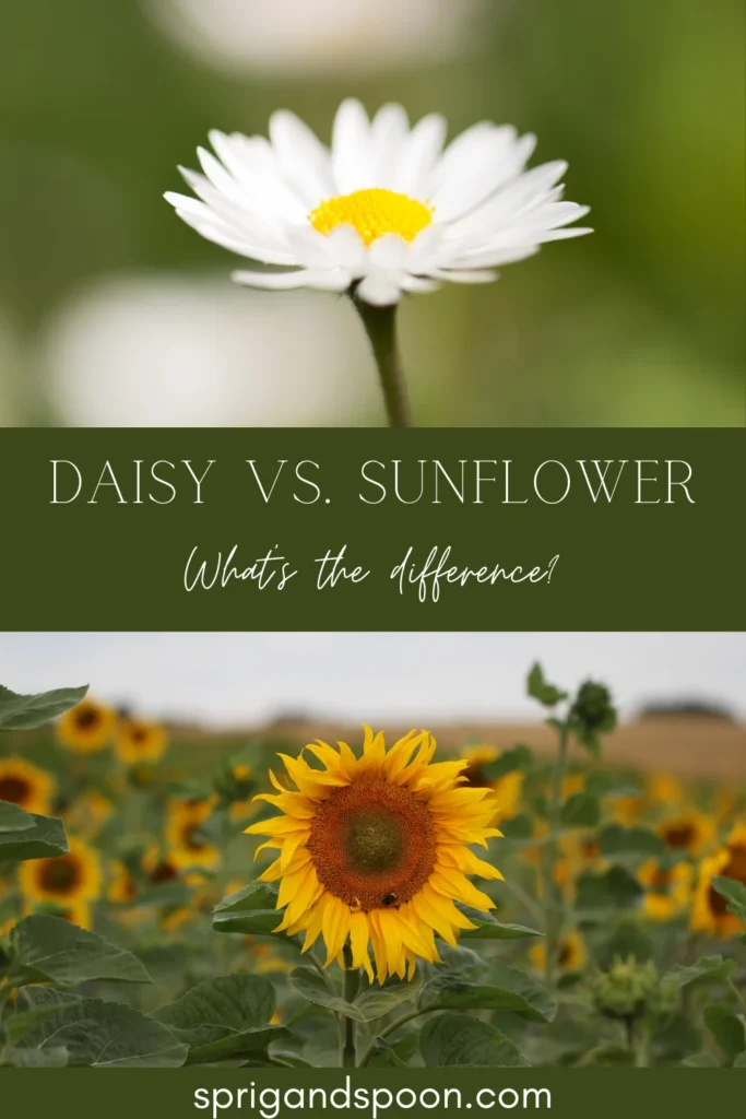 Understanding the Essence: Sunflower vs Daisy a Blooming Battle of Beauty