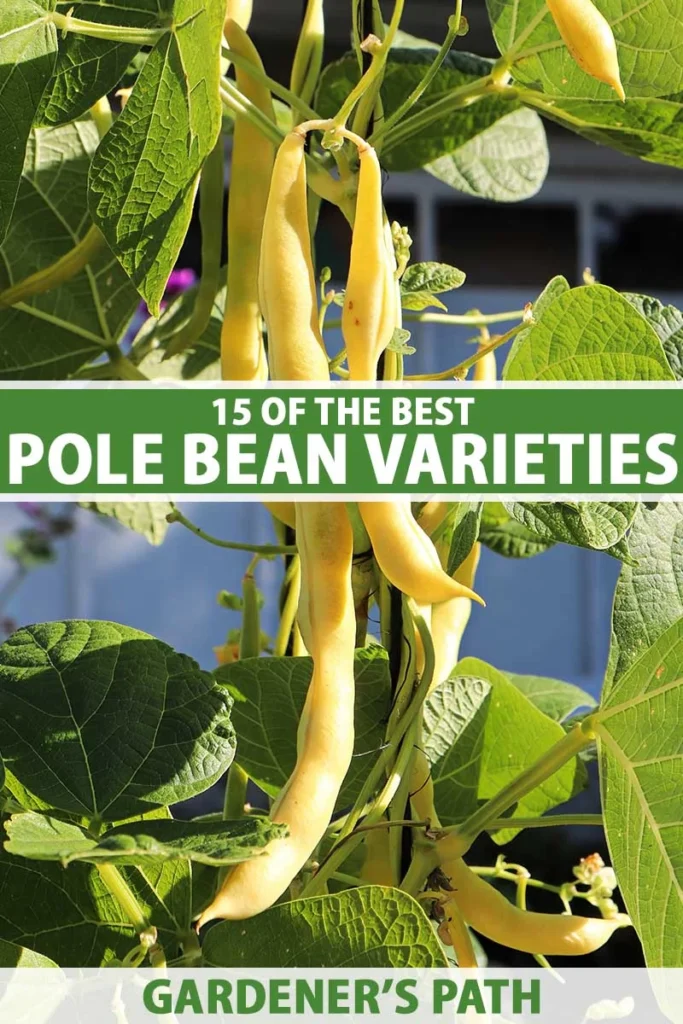 Understanding the Flavor Profiles of Pole Beans and Green Beans