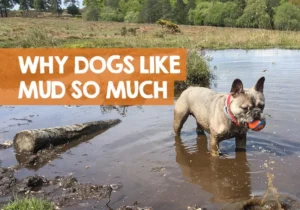 Understanding the Instinct: why do dogs roll in the dirt after a bath