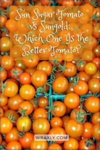 Understanding the Sun Sugar vs Sungold Tomato A Flavorful Showdown: What Sets Them Apart