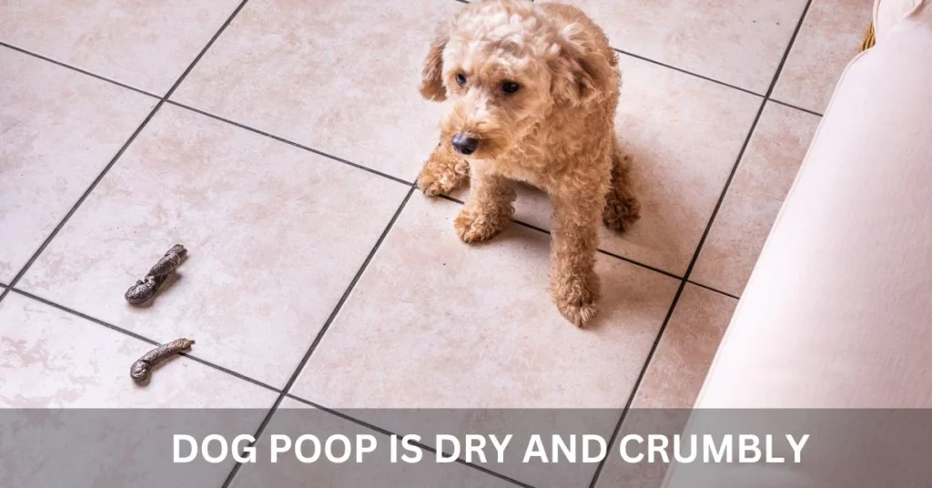 Understanding Why Dried Dog Poop Is Hard to Remove