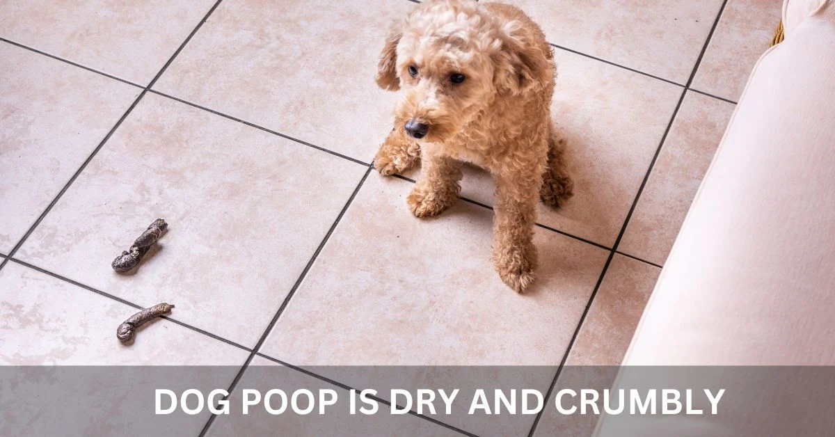 Understanding Why Dried Dog Poop Is Hard to Remove