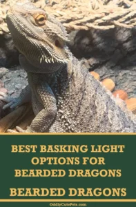 Understanding Why the Best Basking Light for Bearded Dragons Matters