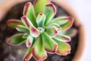 Visual Differences Between Echeveria harmsii and Echeveria pulvinata
